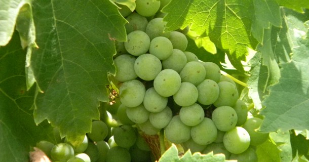 A Mediterranean Diet Meal Plan can include grapes.