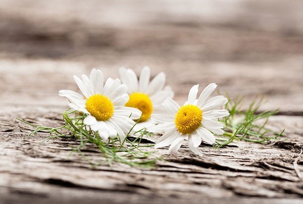 Mediterranean Diet Chamomile