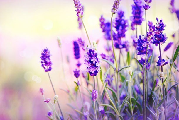 Mediterranean Diet: Lavender