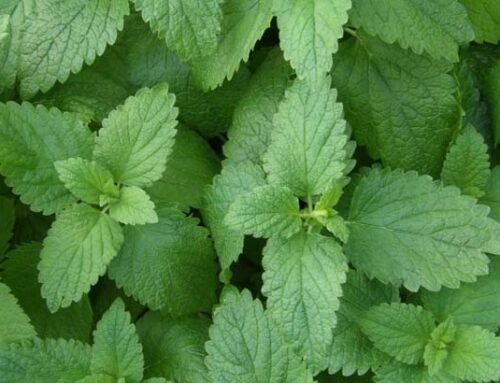 Lemon Balm: Summer’s Remedy for the Busy Mind