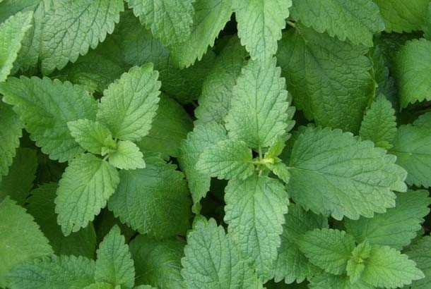 Lemon Balm in the Mediterranean Diet with Recipes