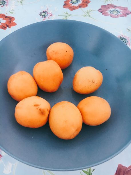 Apricots from my mainstay family's tree