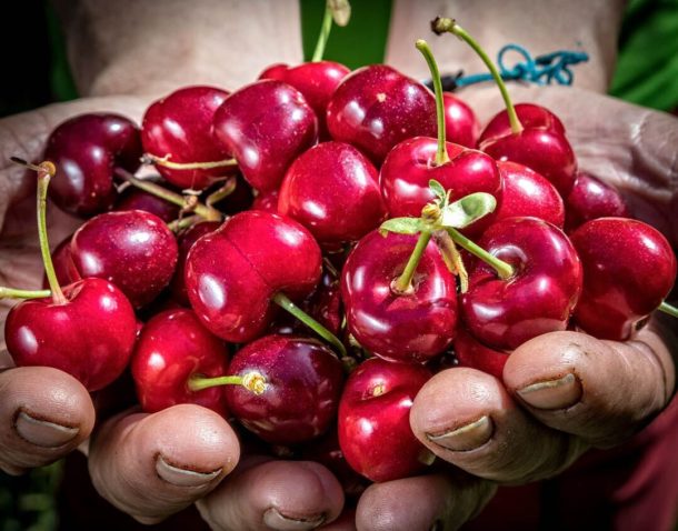 extremadura cherries