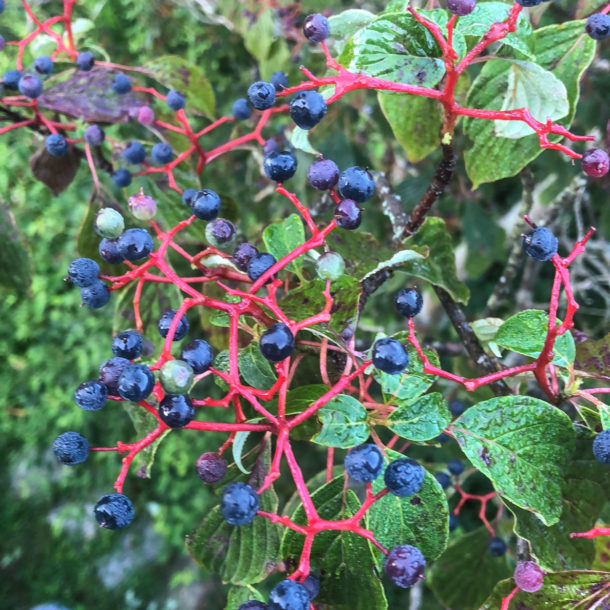 Maple Blueberry Compote