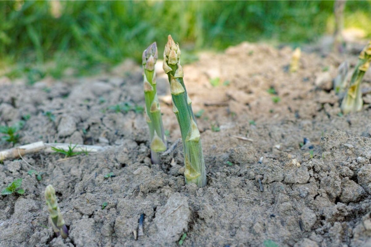 asparagus growing